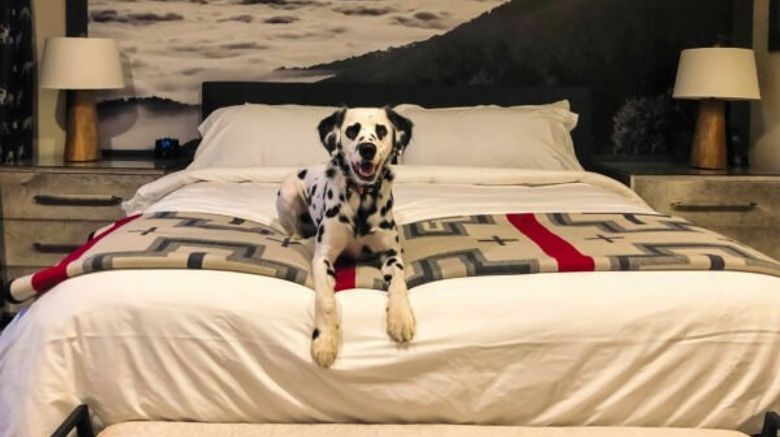 <b>Chetola Resort & Conference Center Room</b>. Images powered by <a href="https://www.leonardoworldwide.com/" title="Leonardo Worldwide" target="_blank">Leonardo</a>.