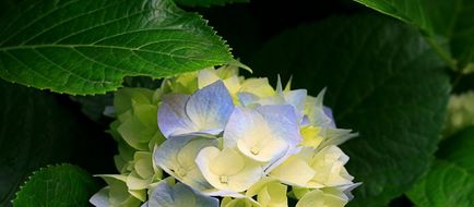 L'Heure Bleue Exterior