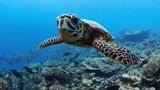 <b>Four Seasons Resort at Landaa Giraavaru Other</b>. Images powered by <a href="https://www.leonardoworldwide.com/" title="Leonardo Worldwide" target="_blank">Leonardo</a>.