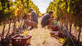 The Vines Resort & Spa Recreation