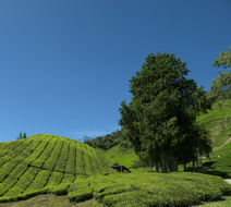 Cameron Highlands Resort Exterior