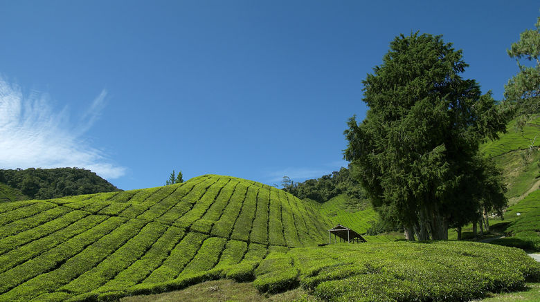 <b>Cameron Highlands Resort Exterior</b>. Images powered by <a href="https://www.leonardoworldwide.com/" title="Leonardo Worldwide" target="_blank">Leonardo</a>.