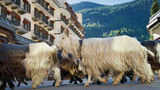 Mont Cervin Palace Other