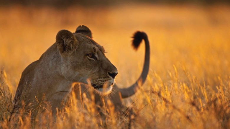 <b>Four Seasons Safari Lodge Serengeti Other</b>. Images powered by <a href="https://www.leonardoworldwide.com/" title="Leonardo Worldwide" target="_blank">Leonardo</a>.