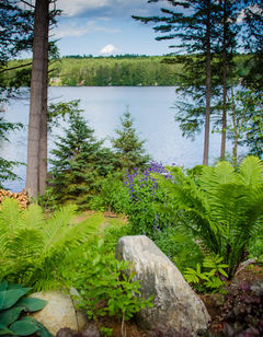 The Fern Lodge