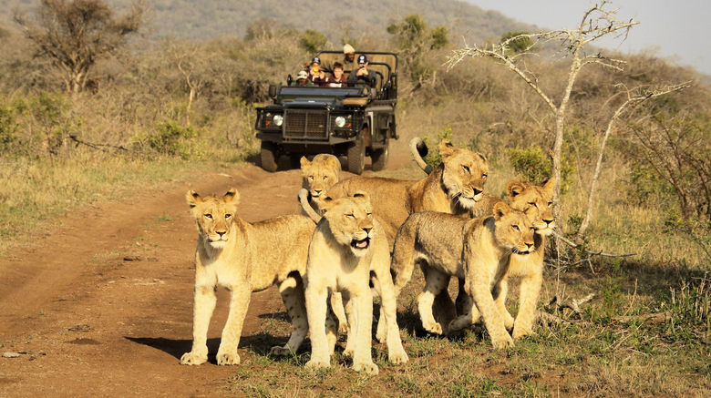 <b>Thanda Private Game Reserve Other</b>. Images powered by <a href="https://www.leonardoworldwide.com/" title="Leonardo Worldwide" target="_blank">Leonardo</a>.