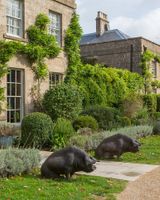 The Pig near Bath