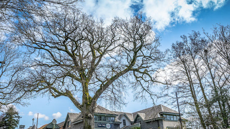 Oak Tree Inn Exterior