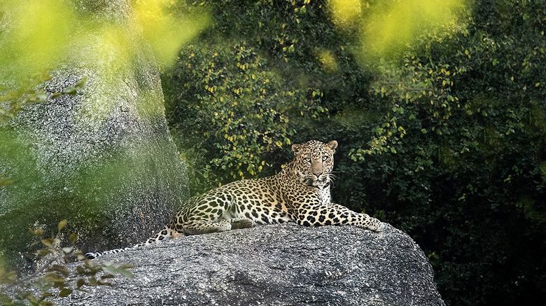 <b>Jawai Other</b>. Images powered by <a href="https://www.leonardoworldwide.com/" title="Leonardo Worldwide" target="_blank">Leonardo</a>.