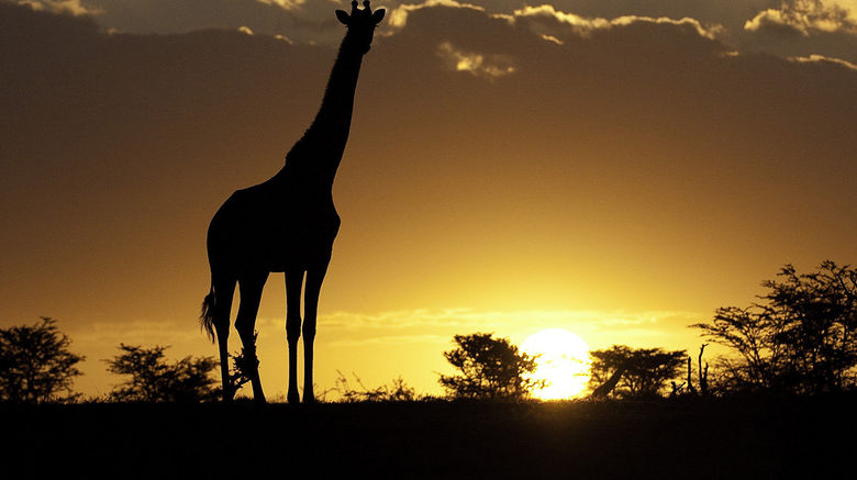 <b>Mara Plains Camp Exterior</b>. Images powered by <a href="https://www.leonardoworldwide.com/" title="Leonardo Worldwide" target="_blank">Leonardo</a>.