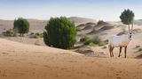 <b>Telal Resort Other</b>. Images powered by <a href="https://www.leonardoworldwide.com/" title="Leonardo Worldwide" target="_blank">Leonardo</a>.