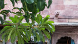 Hotel RAAS Jodhpur Other