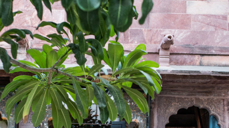 <b>Hotel RAAS Jodhpur Other</b>. Images powered by <a href="https://www.leonardoworldwide.com/" title="Leonardo Worldwide" target="_blank">Leonardo</a>.