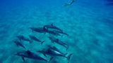 <b>Four Seasons Resort Hualalai Beach</b>. Images powered by <a href="https://www.leonardoworldwide.com/" title="Leonardo Worldwide" target="_blank">Leonardo</a>.