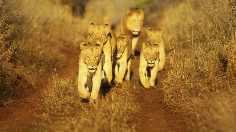 <b>Thanda Private Game Reserve Recreation</b>. Images powered by <a href="https://www.leonardoworldwide.com/" title="Leonardo Worldwide" target="_blank">Leonardo</a>.