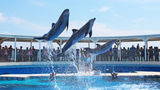 Holiday Inn Resort Fort Walton Beach Other