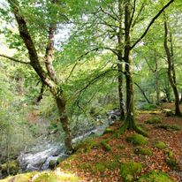 Gidleigh Park