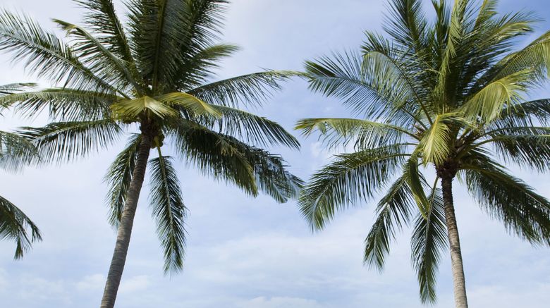 <b>Amari Phuket Beach</b>. Images powered by <a href="https://www.leonardoworldwide.com/" title="Leonardo Worldwide" target="_blank">Leonardo</a>.