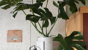 ACE Hotel Sydney