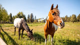 Running Y Ranch Resort Recreation