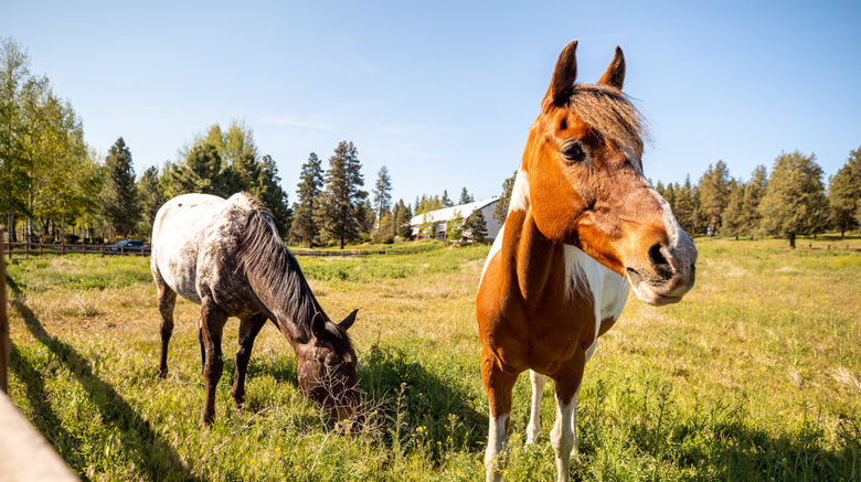 <b>Running Y Ranch Resort Recreation</b>. Images powered by <a href="https://www.leonardoworldwide.com/" title="Leonardo Worldwide" target="_blank">Leonardo</a>.