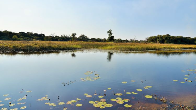 Cresta Maun Other