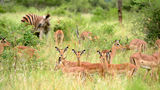 Pestana Kruger Lodge Safari Resort Recreation