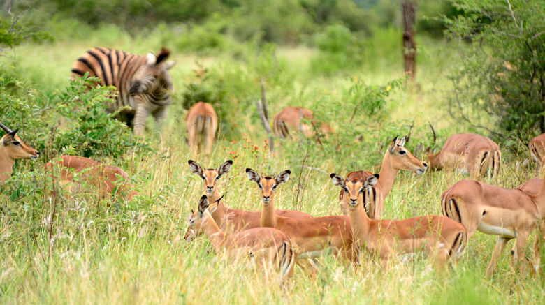 <b>Pestana Kruger Lodge Safari Resort Recreation</b>. Images powered by <a href="https://www.leonardoworldwide.com/" title="Leonardo Worldwide" target="_blank">Leonardo</a>.