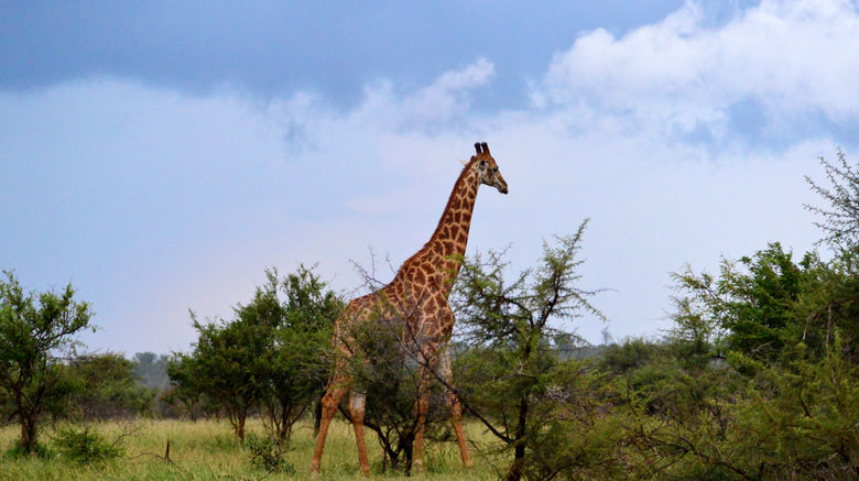 <b>Pestana Kruger Lodge Safari Resort Recreation</b>. Images powered by <a href="https://www.leonardoworldwide.com/" title="Leonardo Worldwide" target="_blank">Leonardo</a>.