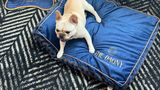 <b>The Dagny Boston Other</b>. Images powered by <a href="https://www.leonardoworldwide.com/" title="Leonardo Worldwide" target="_blank">Leonardo</a>.