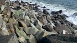 The Grey Gull Beach