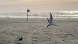 The Grey Gull Beach