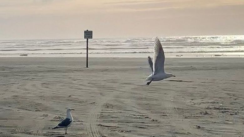 <b>The Grey Gull Beach</b>. Images powered by <a href="https://www.leonardoworldwide.com/" title="Leonardo Worldwide" target="_blank">Leonardo</a>.