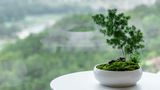 Millennium Resort Wenzhou Room