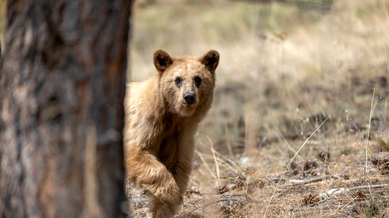 <b>Vermejo a Ted Turner Reserve Recreation</b>. Images powered by <a href="https://www.leonardoworldwide.com/" title="Leonardo Worldwide" target="_blank">Leonardo</a>.