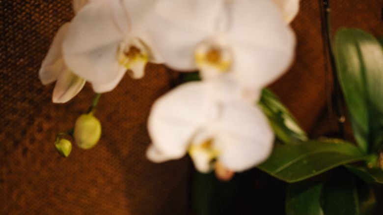 <b>The PuLi Hotel and Spa Spa</b>. Images powered by <a href="https://www.leonardoworldwide.com/" title="Leonardo Worldwide" target="_blank">Leonardo</a>.