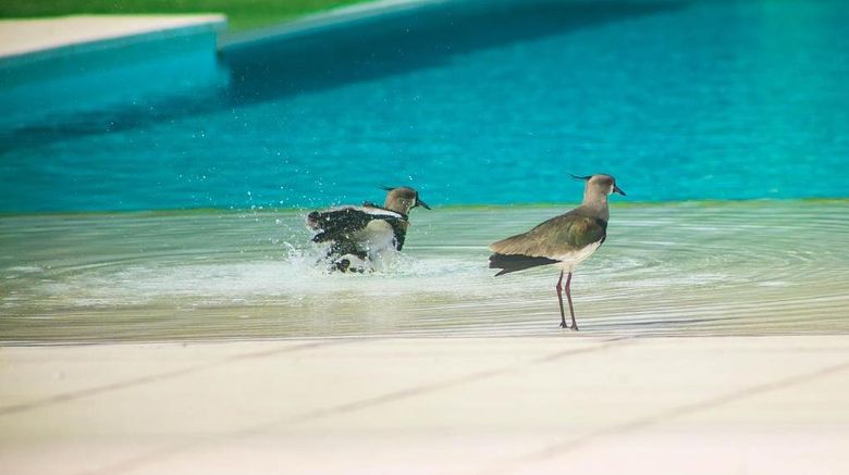 <b>Amerian Villa Maria Park Hotel Pool</b>. Images powered by <a href="https://www.leonardoworldwide.com/" title="Leonardo Worldwide" target="_blank">Leonardo</a>.
