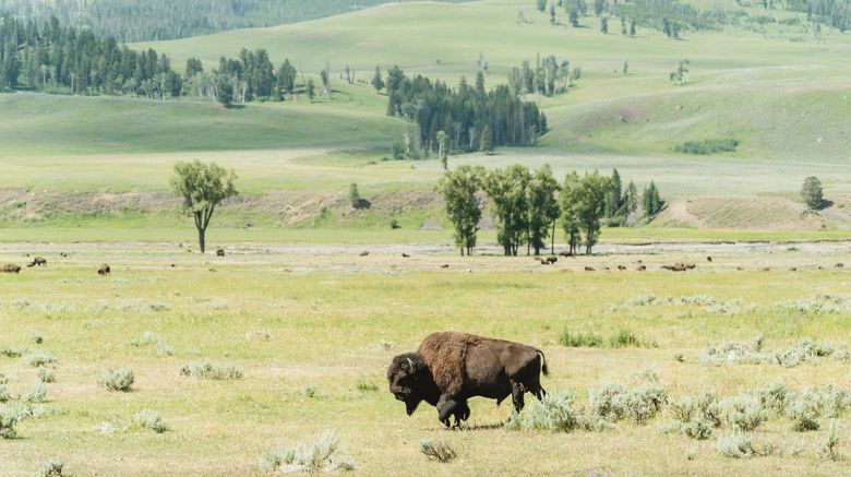 <b>Under Canvas Yellowstone Exterior</b>. Images powered by <a href="https://www.leonardoworldwide.com/" title="Leonardo Worldwide" target="_blank">Leonardo</a>.