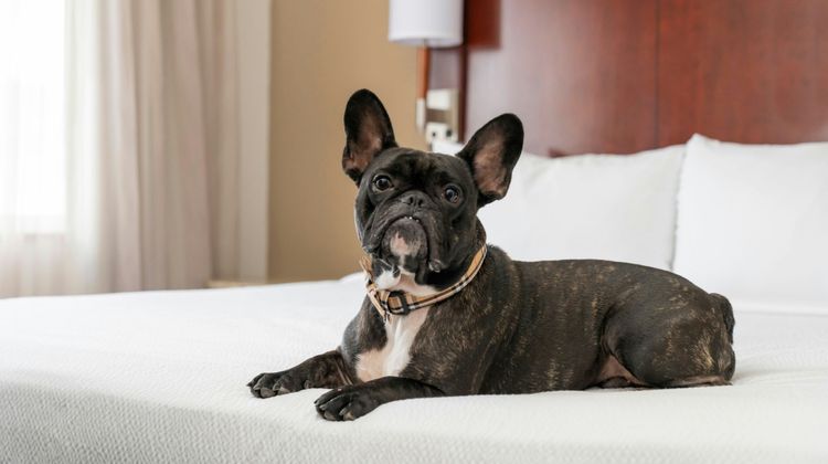 Residence Inn San Antonio Six Flags RIM Room
