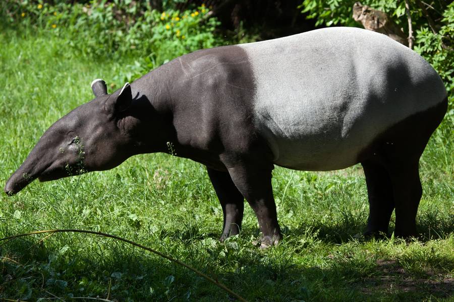 Amazing wildlife in Southeast Asia