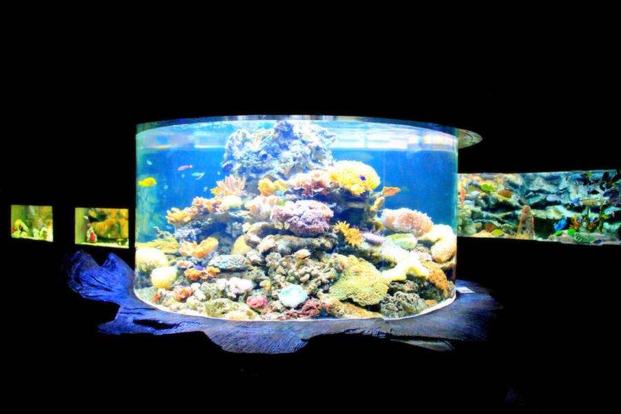 KL Tower Blue Coral Aquarium