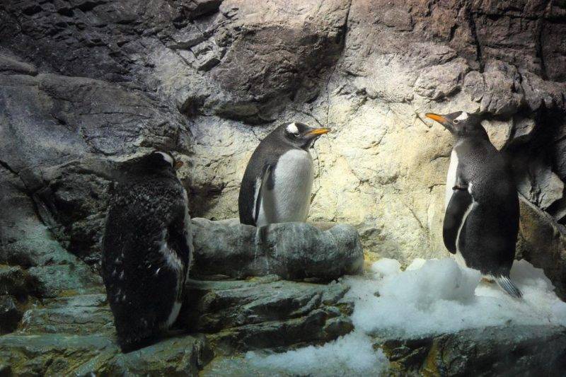ticket to the Kaiyukan Aquarium in Osaka.
