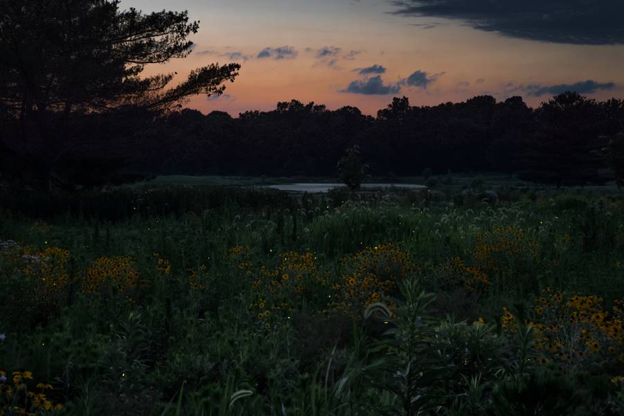 Fireflies