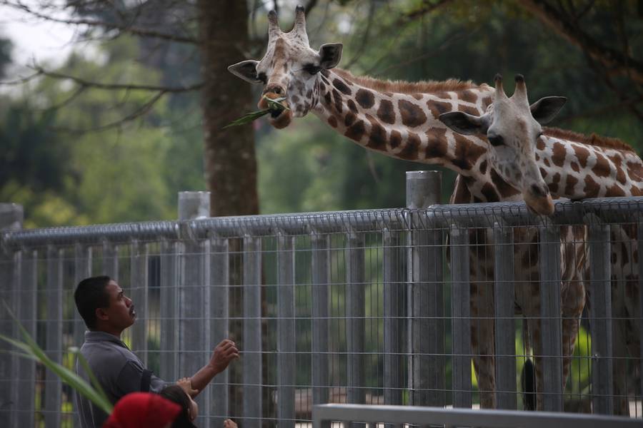 Taiping Zoo
