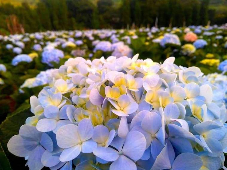 ศูนย์พัฒนาโครงการหลวงขุนแปะ เป็นโครงการในพระราชดำริของในหลวง รัชกาลที่ 9 ซึ่งก่อตั้งขึ้นมาตั้งแต่ปี พ.ศ. 2526