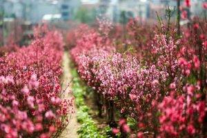 địa điểm du lịch tết