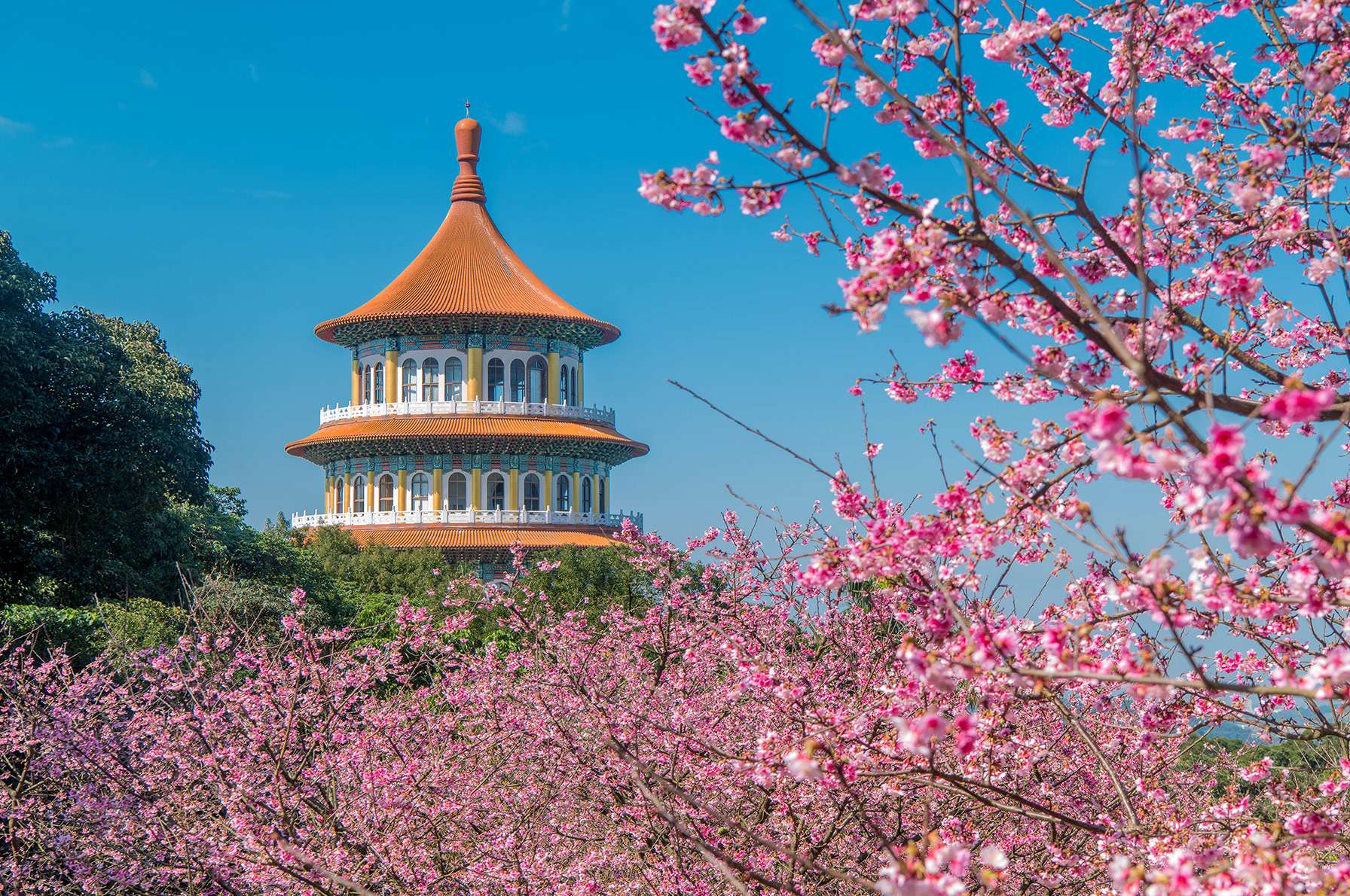 Cherry Blossom in Taiwan 2026: Forecast, Top Spots & Hotel Guide, 3 min read