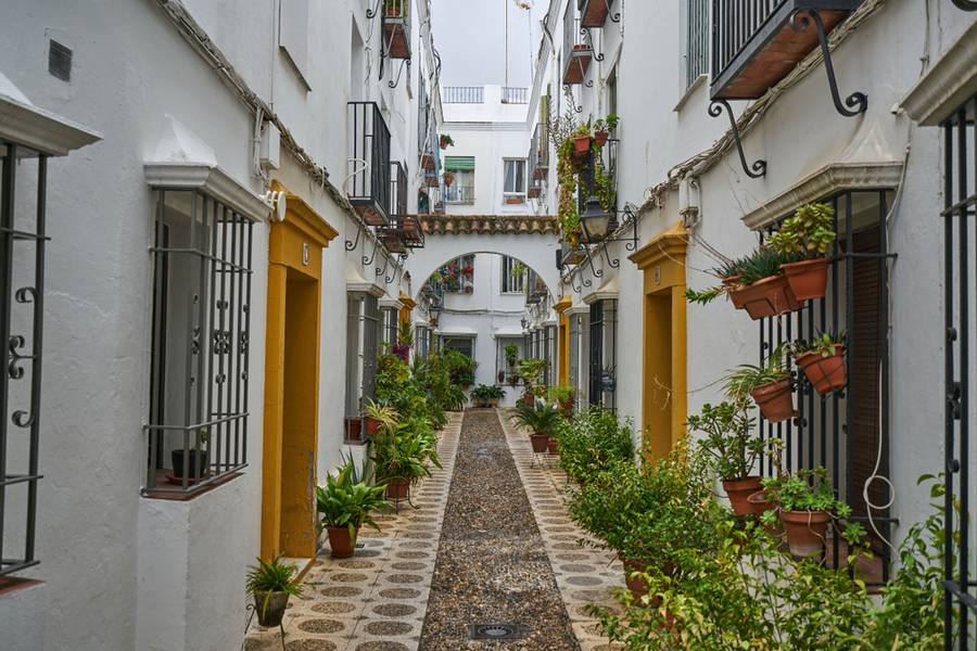 walk way in a village with cute plants