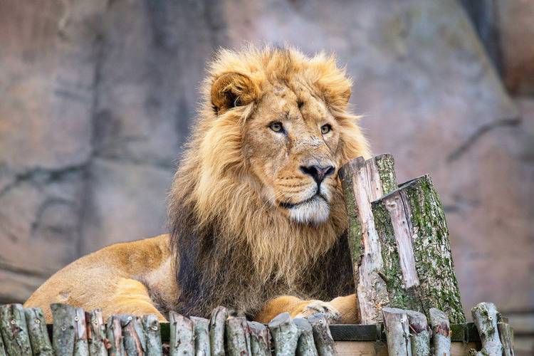 Động vật tại London Zoo