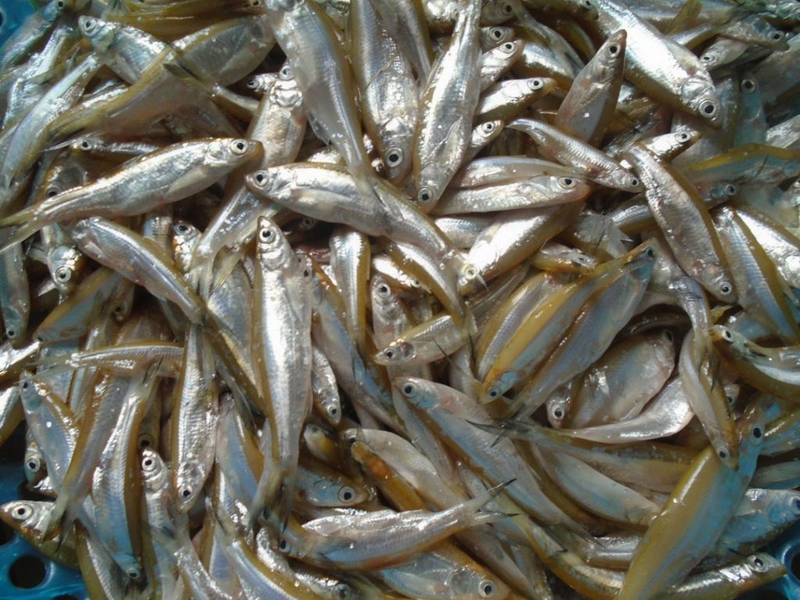 Tép Dầu Đầm Vạc